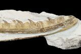 Fossil Mosasaur (Tethysaurus) Jaw Section - Asfla, Morocco #180852-2